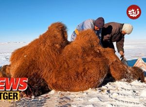 (ویدئو) نحوه سلاخی، فرآوری و مصرف گوشت شتر توسط عشایر مغولستان