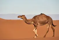 (ویدیو) رابطه احساسی و شگفت انگیز یک شتربان با شترش