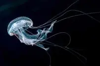 حیواناتی که نمی‌میرند: راز جاودانگی علمی