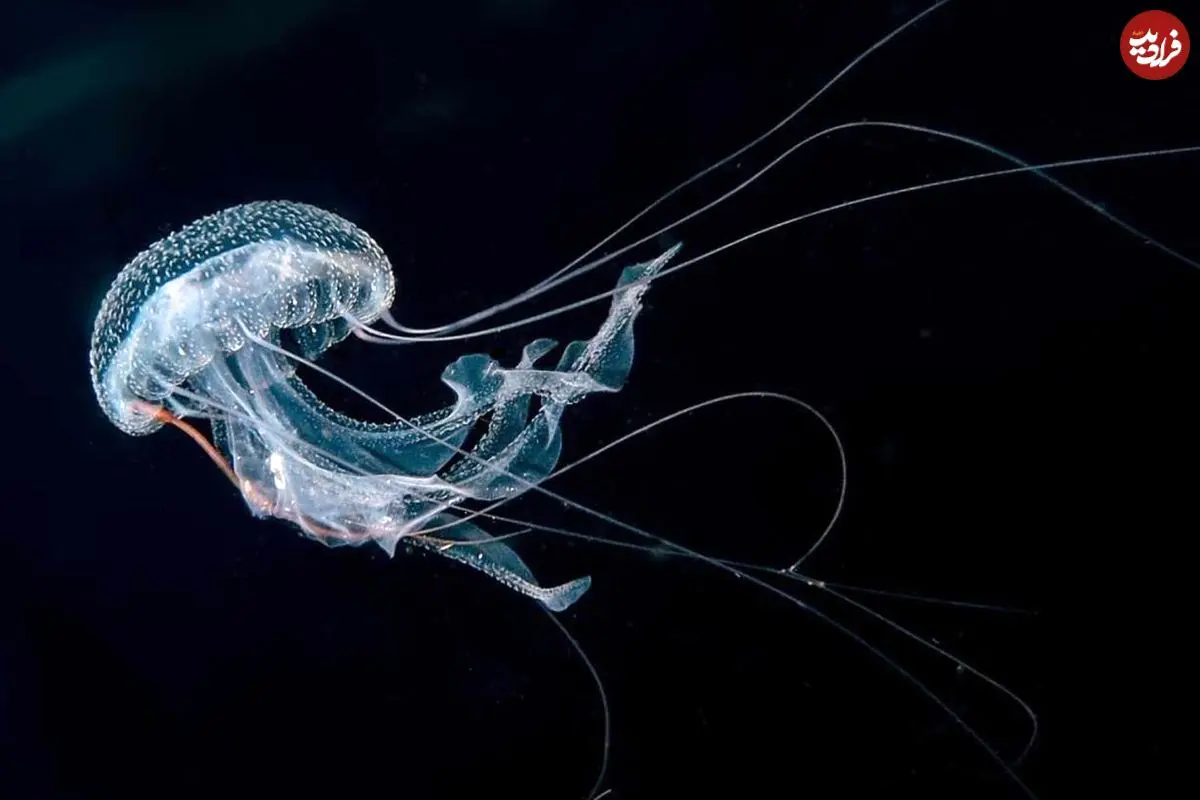 حیواناتی که نمی‌میرند: راز جاودانگی علمی