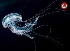 حیواناتی که نمی‌میرند: راز جاودانگی علمی