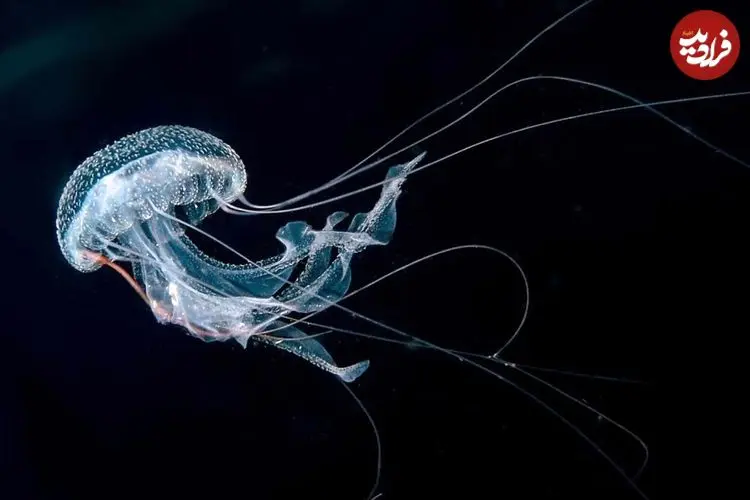 حیواناتی که نمی‌میرند: راز جاودانگی علمی