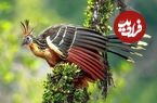 عکس؛ بدبوترین پرنده جهان