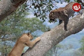 ببینید؛ صحنه خارق‌العاده درگیری شیر با پلنگ روی شاخه درخت