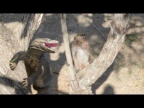 (ویدئو) میمون بی نوا از درخت افتاد و طعمه سه اژدهای کومودو شد
