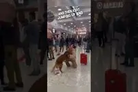 (ویدئو) ملاقات فوق احساسی این سگ با صاحب اش در فرودگاه پس از ماه‌ها