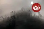 «مه» زنده است؛ یک کشف شگفت‌انگیز شبیه به فیلم‌های علمی‌تخیلی