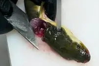 ببینید| غذای خیابانی در ژاپن؛ تهیه برگر و سوشی با مارماهی در اوکیناوا