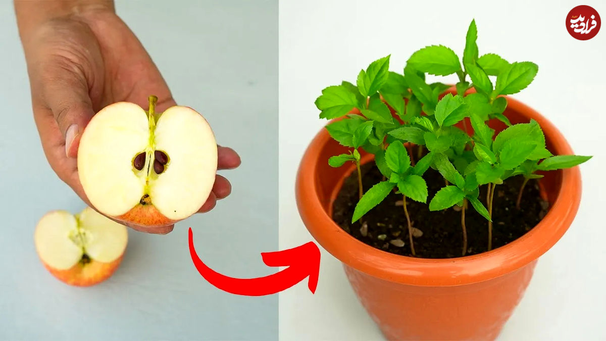 (ویدئو) نحوه کشت و پرورش درخت سیب از طریق هسته در منزل 