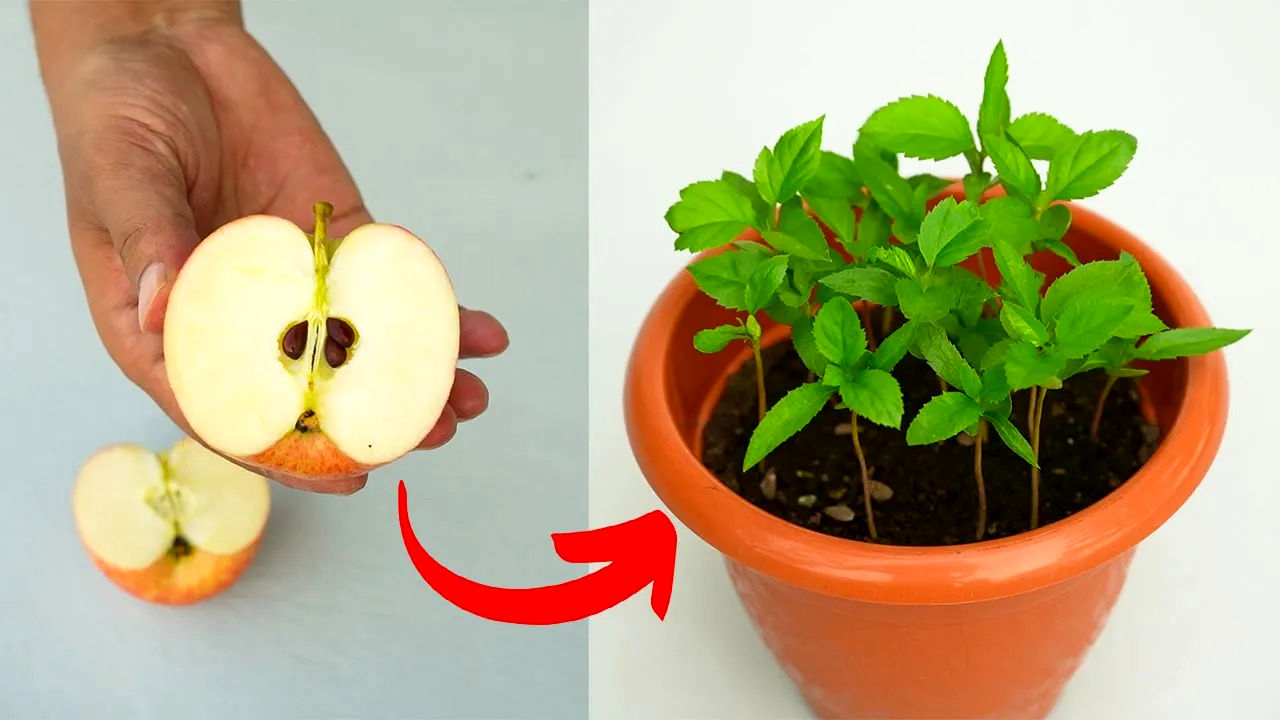 (ویدئو) نحوه کشت و پرورش درخت سیب از طریق هسته در منزل 