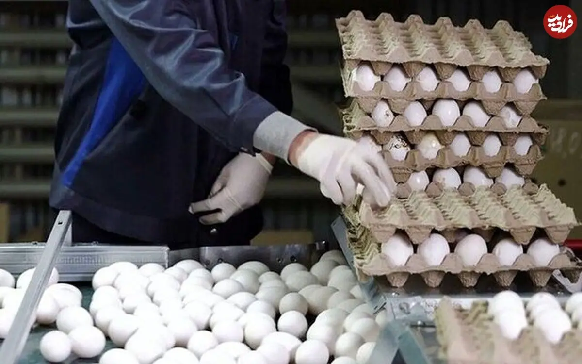 فروش تخم‌مرغ به بالاتر از این قیمت تخلف است؛ خریداران بخوانند