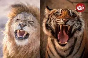 ویدئویی جنجالی از شیر نر و ببر پشت وانت!