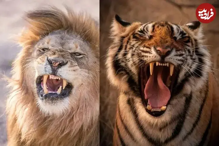 ویدئویی جنجالی از شیر نر و ببر پشت وانت!