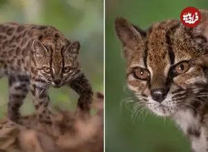 عکس| برای اولین بار در ۱۰۰ سال اخیر یک گونه جدید گربه در جنگل‌های بولیوی کشف شد