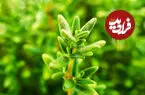 گیاهی کوچک با ترکیباتی که توجه پژوهشگران را جلب کرده است