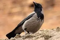 دانستنی‌هایی جالب درباره «کلاغ‌ها»