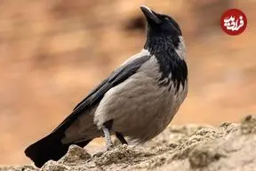 دانستنی‌هایی جالب درباره «کلاغ‌ها»