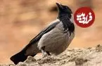دانستنی‌هایی جالب درباره «کلاغ‌ها»
