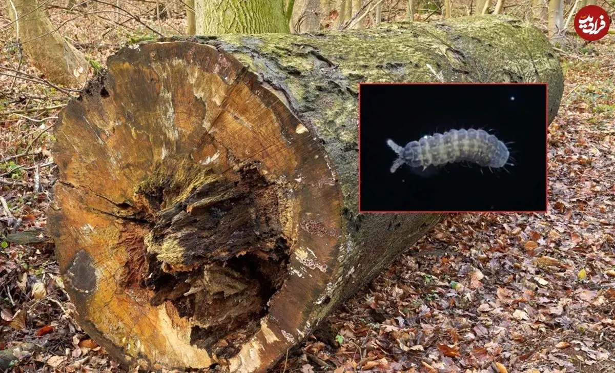 کشف جانور «شش چشم» در جنگل‌های ژاپن