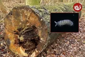 کشف جانور «شش چشم» در جنگل‌های ژاپن