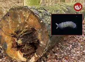 کشف جانور «شش چشم» در جنگل‌های ژاپن