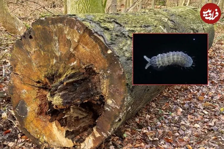 کشف جانور «شش چشم» در جنگل‌های ژاپن