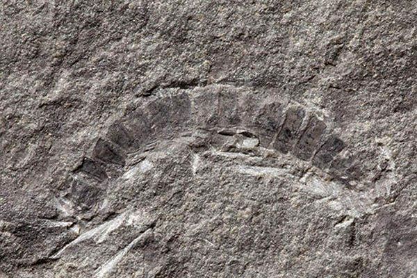کشف فسیل ۴۲۵ میلیون ساله هزارپا در اسکاتلند