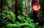 عجایبی از آمازون؛ جنگلی که اسراری در دل خود نهفته دارد