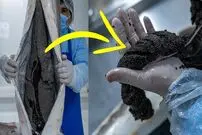 (ویدئو) مزرعه پرورش ماهی خاویاری؛ فرآیند برداشت و بسته بندی میلیون ها دلار خاویار