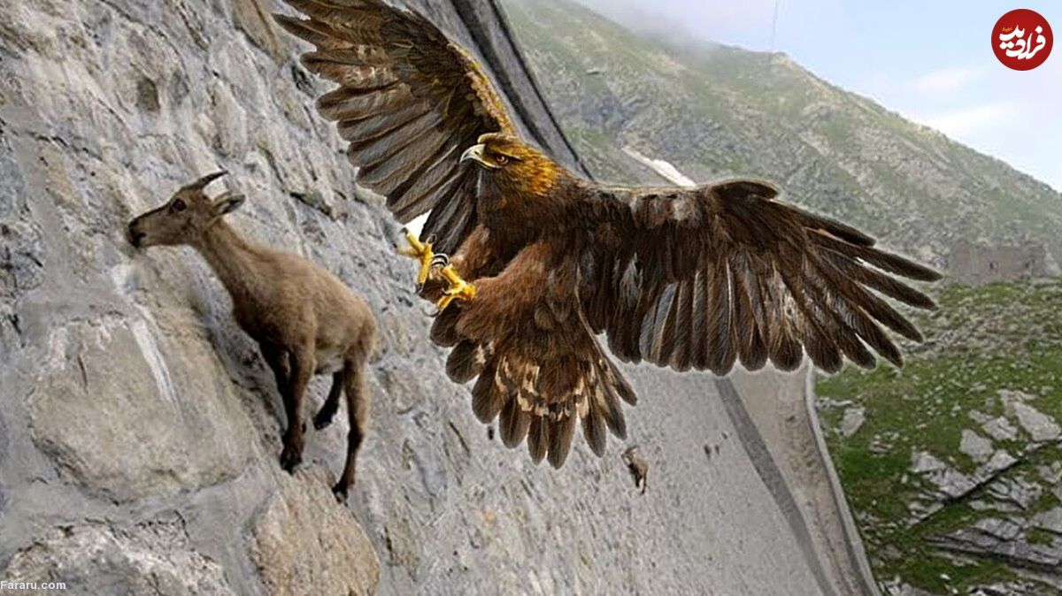 (ویدیو) شکار حیرت انگیز بز کوهی توسط عقاب