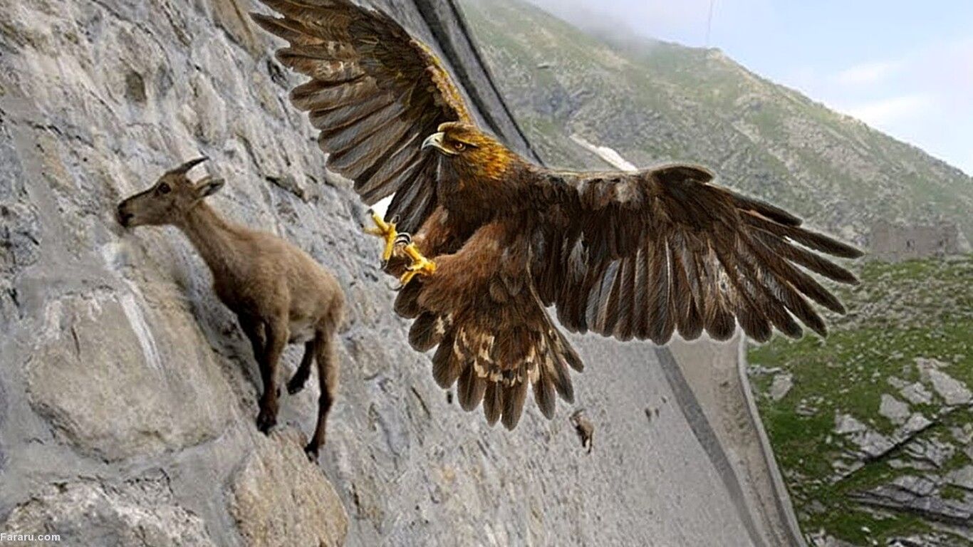 (ویدیو) شکار حیرت انگیز بز کوهی توسط عقاب