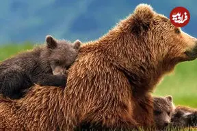 ببینید| لحظه مواجهه عکاس با ماده خرس قهوه‌ای و دو توله‌اش