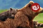 ببینید| لحظه مواجهه عکاس با ماده خرس قهوه‌ای و دو توله‌اش