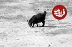 عکس| سفر زمان؛ بزهایی که 70 سال قبل در کنار سی و سه پل می‌چریدند