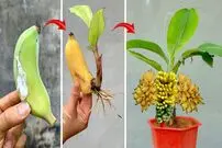 (ویدئو) یک روش تازه برای کشت و پرورش درخت موز از طریق میوه موز