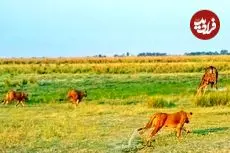 ببینید| فرار دیدنی یک زرافه که توسط دسته شیرها غافلگیر شده بود!