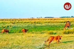 ببینید| فرار دیدنی یک زرافه که توسط دسته شیرها غافلگیر شده بود!