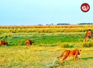 ببینید| فرار دیدنی یک زرافه که توسط دسته شیرها غافلگیر شده بود!