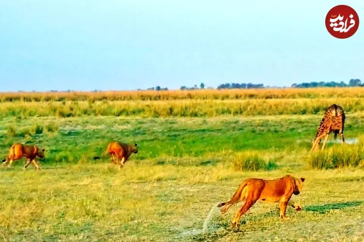 ببینید| فرار دیدنی یک زرافه که توسط دسته شیرها غافلگیر شده بود!