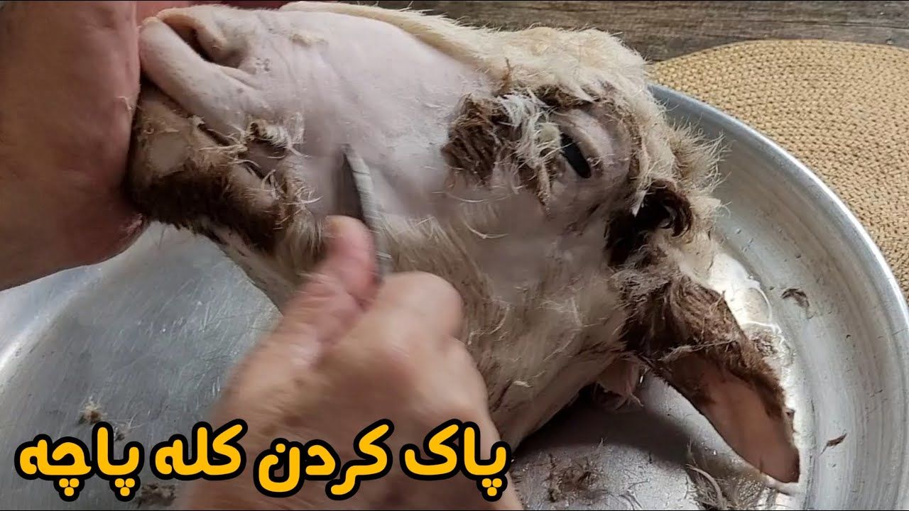 (ویدئو) آموزش پاک کردن کله پاچه؛ طباخای قدیمی کله پاچه رو چطوری پاک میکردن؟