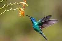 (عکس) منقار این پرنده از بدنش بلندتر است