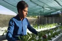 (ویدئو) این جوان مشهدی بدون خاک، در پشت بام خانه کاهو مرغوب تولید می کند!