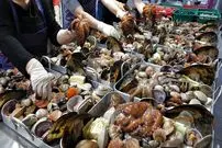 ببینید| غذای خیابانی در کره؛ پخت غذاهای سنتی و محبوب با صدف در سئول