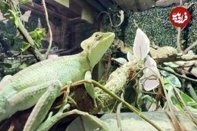 عکس| یک اتفاق نادر؛ تولد هشت مارمولک ایگوانا بدون وجود ایگوانای نر