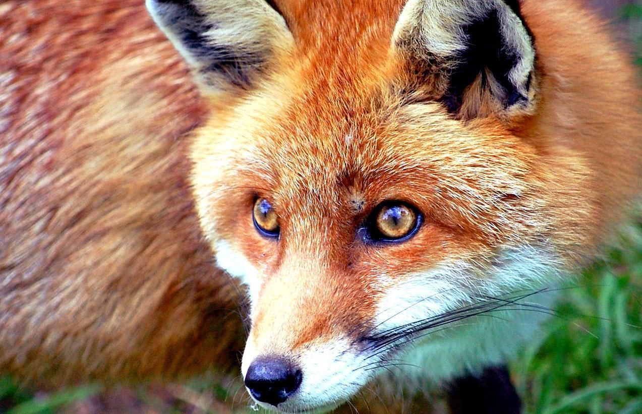 (ویدیو) ویدئویی زیبا از ظاهر جذاب روباه
