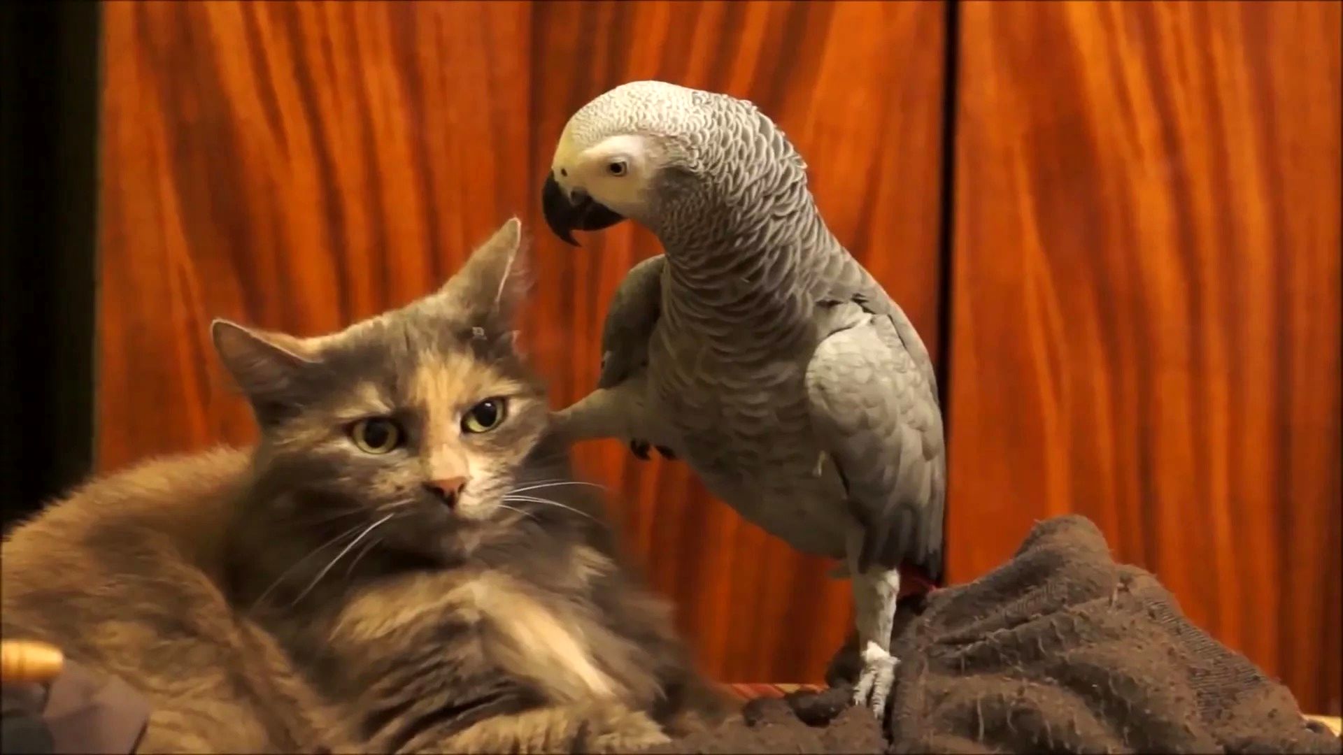 (ویدئو) قلدر بازی باورنکردنی یک طوطی برای یک گربه بی نوا