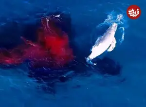 ببینید| تصاویر پهپادی نادر از تولد نوزاد نهنگ گوژپشت