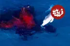 ببینید| تصاویر پهپادی نادر از تولد نوزاد نهنگ گوژپشت