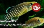 (ویدئو) یک ماهی کوچک که فقط در ایران و فقط در زاینده رود زندگی می‌کند و دشمن مالاریا هم هست؛ آفانیوس در حال منقرض شدن است 