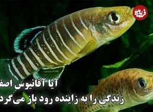 (ویدئو) یک ماهی کوچک که فقط در ایران و فقط در زاینده رود زندگی می‌کند و دشمن مالاریا هم هست؛ آفانیوس در حال منقرض شدن است 